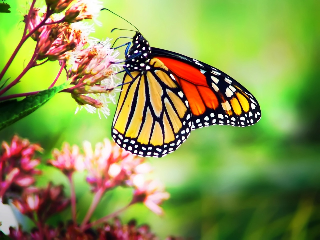 butterfly, monarch, canada, ontario, milkweed, ontario, milkweed, milkweed, milkweed, milkweed, milkweed